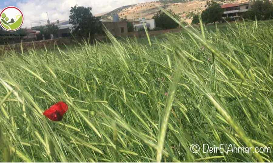 أسعار المنتجات الزراعية تنخفض وهذه حصّتها من الدعم! الترشيشي: القطاع إلى انهيار تدريجي