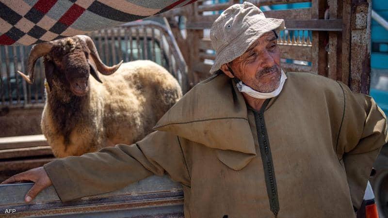 أضاحي العيد في المغرب.. ارتفاع "مقلق" في الأثمنة