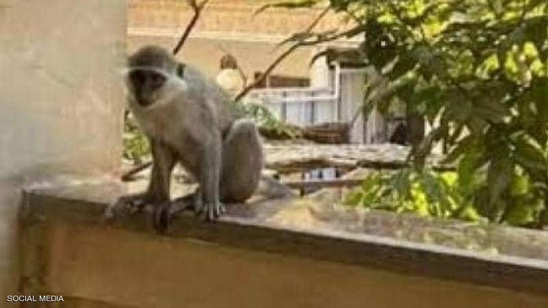 مصر.. كشف حقيقة "هجوم القردة" على حدائق الأهرام
