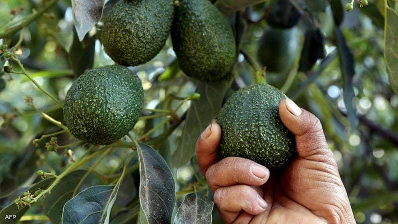 إسرائيل تستثمر في "الذهب الأخضر" بالمغرب