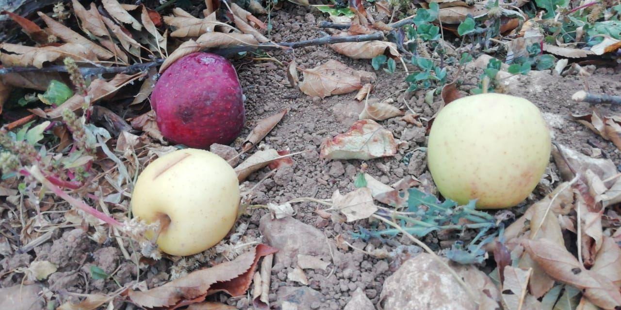 آلاف العائلات أمام كارثة كبيرة... موسم التفاح في أسوأ أزمة!