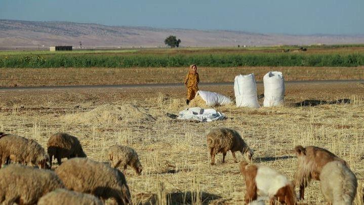 ثلاثة قتلى في هجوم بطائرة مسيرة تركية في شمال شرق سوريا