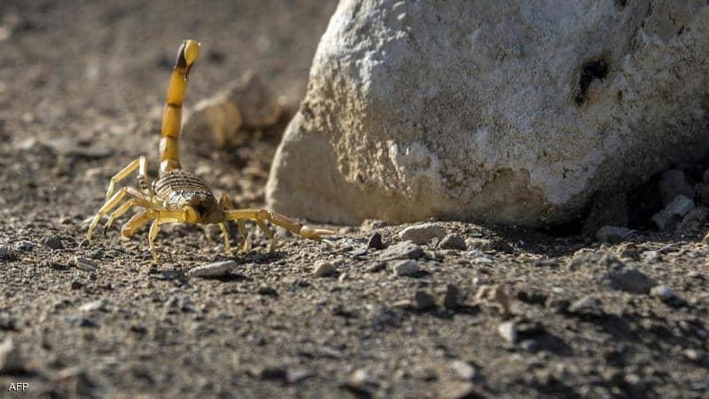 مصر.. 3 وفيات ومئات الإصابات بلدغات العقارب في أسوان