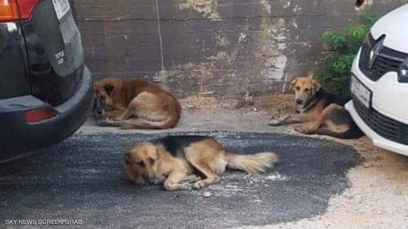 لبنان.. الكلاب الشاردة تبث الخوف في طرابلس
