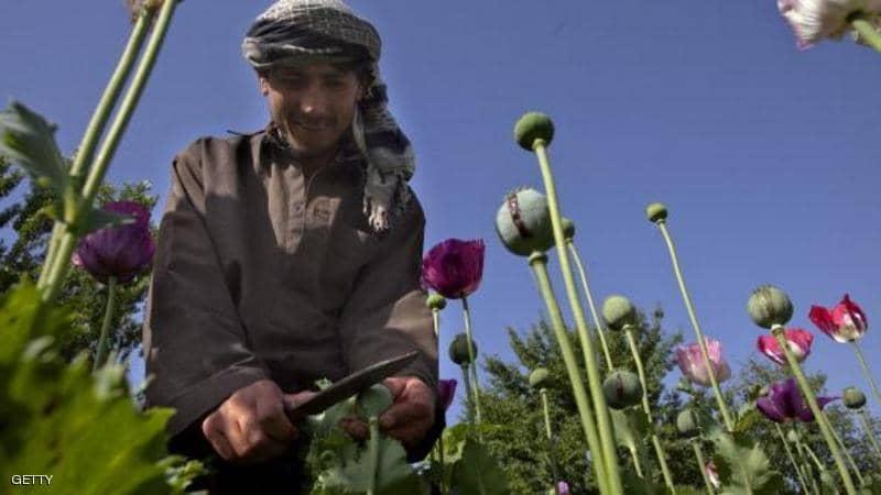 "تقرير الحشيش" يهز أفغانستان.. وأصداؤه في أستراليا