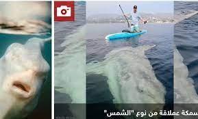 بالصدفة.. صيادان يرصدان "وحشا بحريا" عملاقا