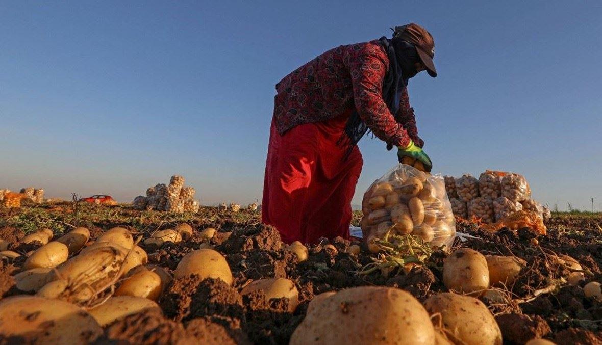 الأمم المتحدة تطلق استبياناً إلكترونياً لمساعدة قطاعي الزراعة والأغذية الزراعية في لبنان