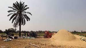  مصر تتعاقد على 6 شحنات قمح إحداها من روسيا