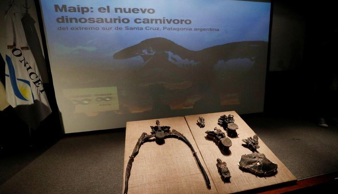 الأكبر على الإطلاق... علماء في الأرجنتين يكتشفون حفرية ديناصور من جنس الميغارابتور المفترس (صور)