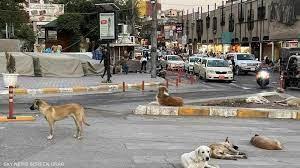 نهشت طفلة حتى الموت.. الكلاب السائبة تدق ناقوس الخطر بالعراق