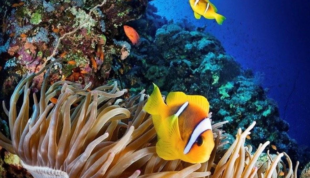 الذكاء الاصطناعي يتيح الاستماع إلى الشعب المرجانية