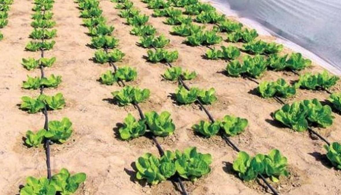 الزراعة الملحية في الإمارات... وسيلة مبتكرة لمواجهة شحّ المياه وتنويع سلة الغذاء
