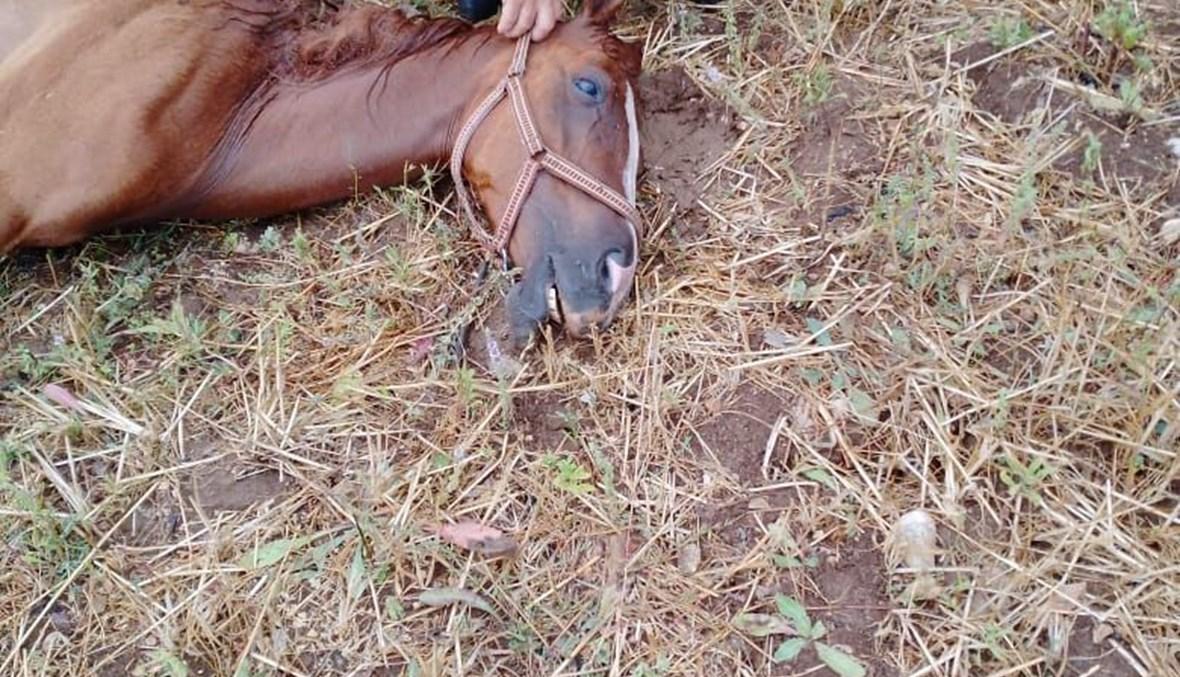 بالصور - خيول وأغنام نافقة بسبب العاصفة... والخسائر كبيرة