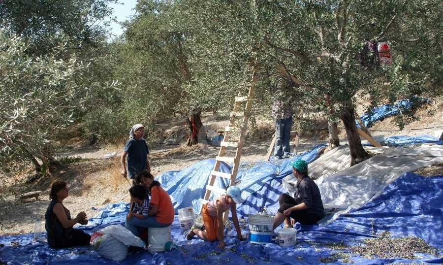بطرق خبيثة.. العمال المقيمون في لبنان يسرقون الزيتون!