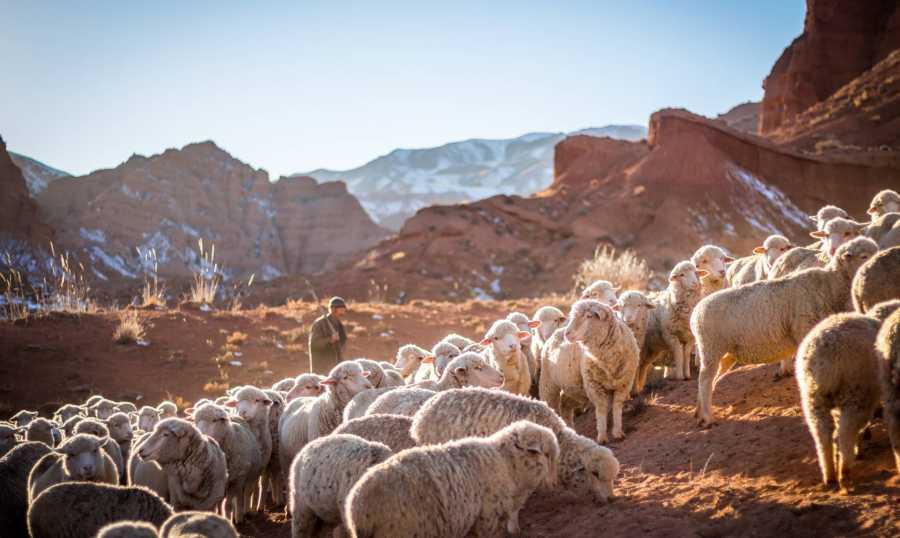 نقابة العاملين في تربية الماشية: للاسراع في انتخاب رئيس وتأليف حكومة