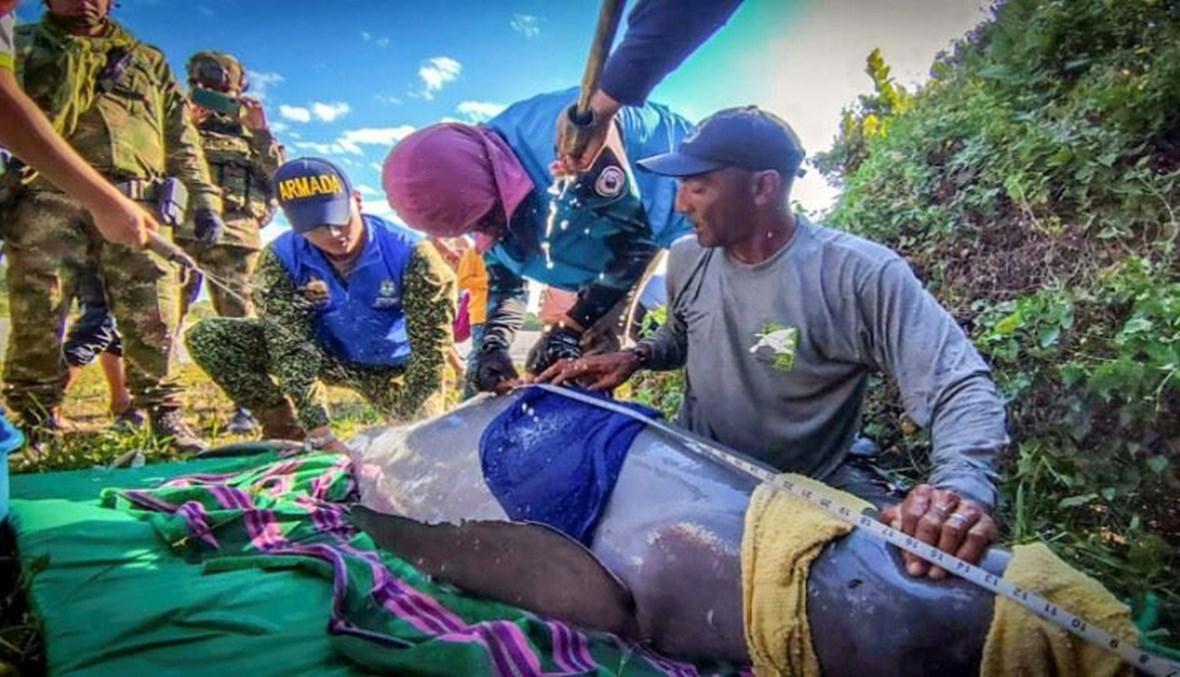 إنقاذ دلفينين ينتميان إلى نوع مهدد بالانقراض في كولومبيا