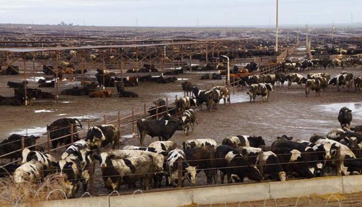 سويسرا تسجل أول إصابة بجنون البقر منذ سنوات