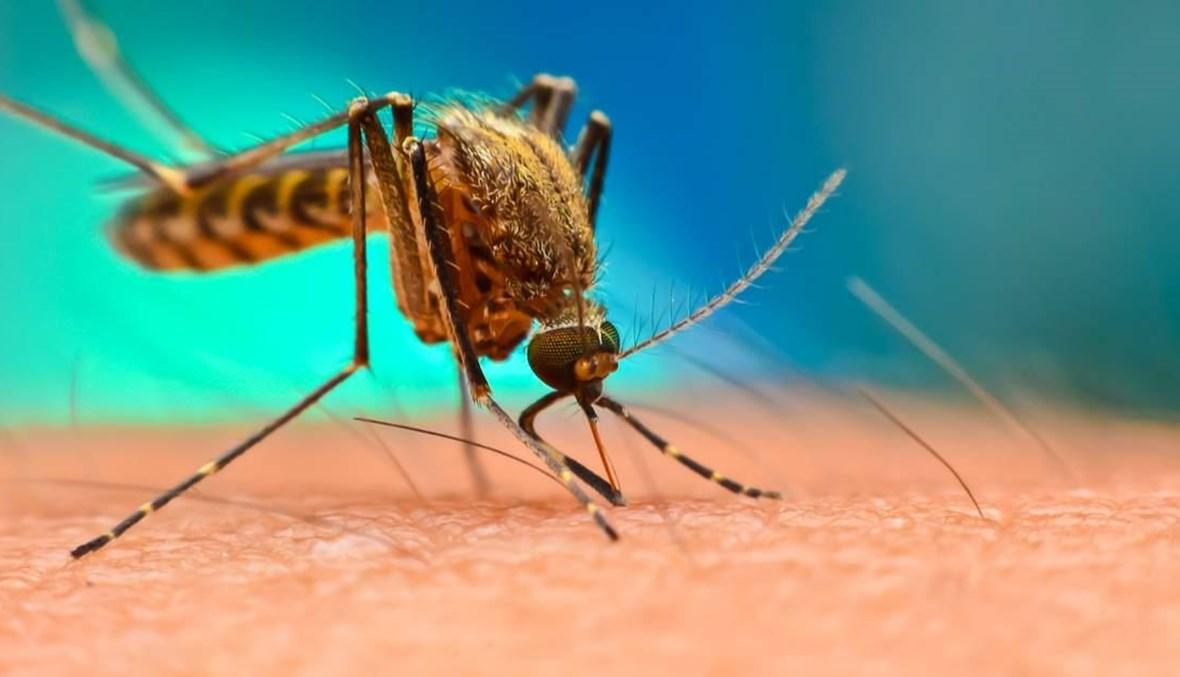 أول لقاح مضاد لفيروس "البعوض"... متاح لفوق 18 عاماً