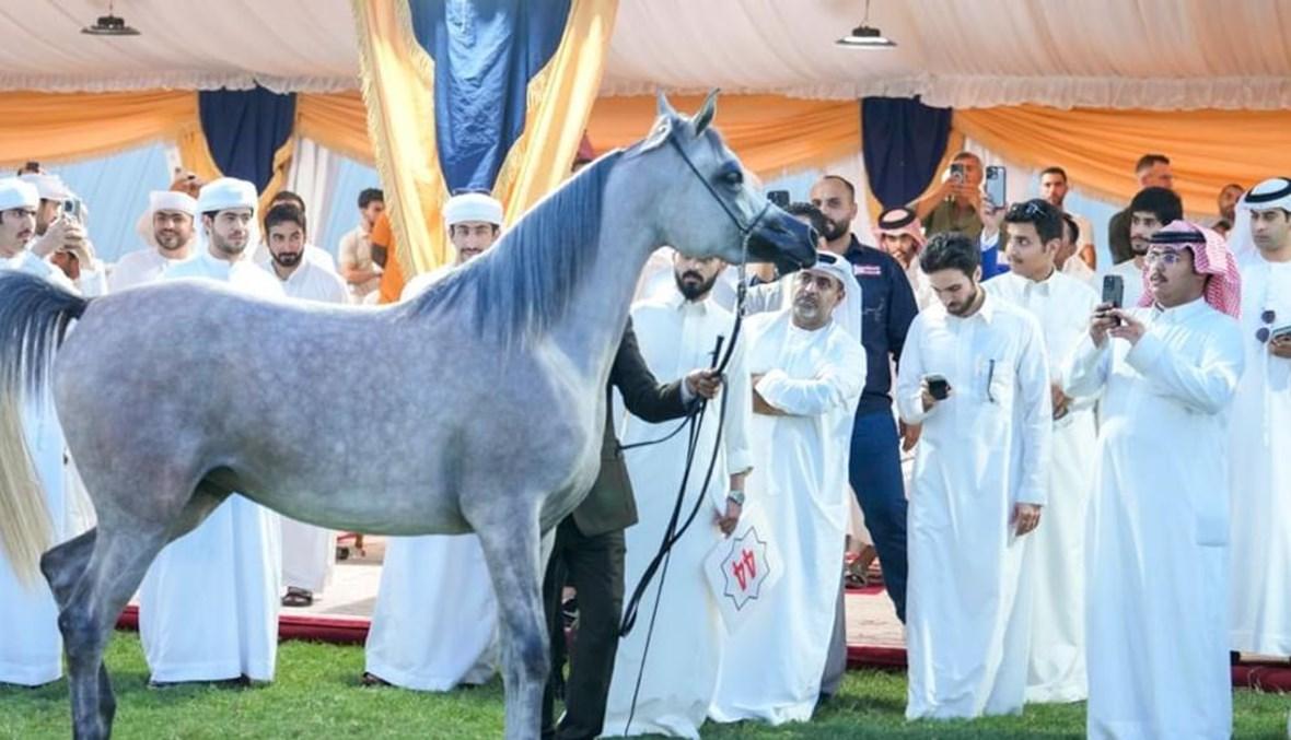 "مزاد عجمان" للخيول العربية يحقّق حصيلة تاريخية