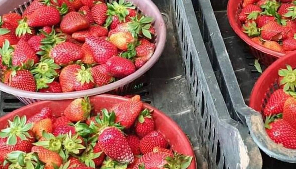 بيان لنقابة مستوردي ومصدّري الخضر والفاكهة عن الفريز اللبناني