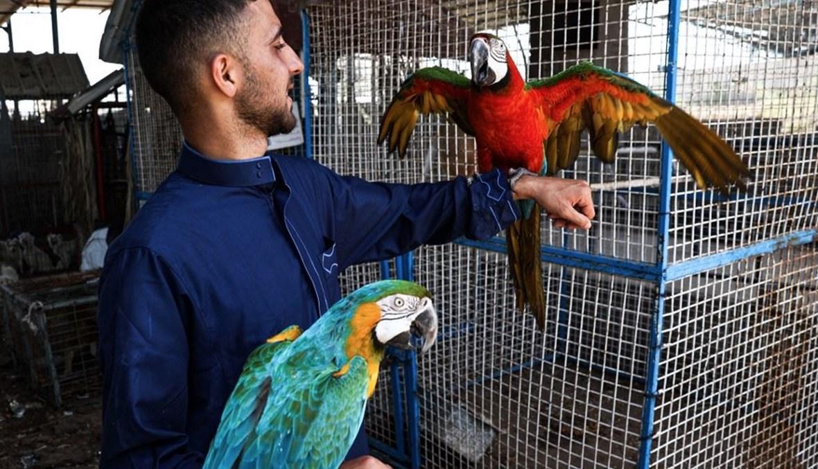 حارس حديقة في غزة يقيم مأوى لعشرات الحيوانات بعد إنقاذها من رفح