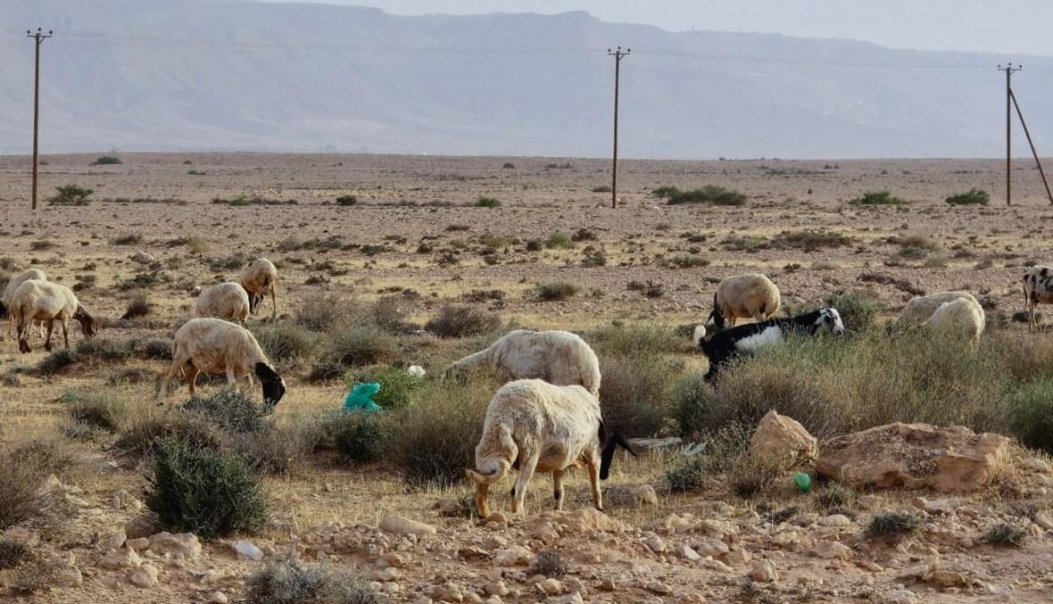 جفاف شديد... تداعيات تغيُّر المناخ تضرب منطقة ليبيّة معروفة بخصوبتها (صور)
