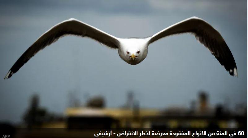 أكثر من 100 نوع.. إطلاق حملة للعثور على "الطيور المفقودة"