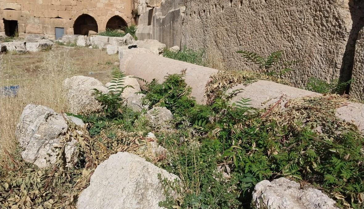 أعشاب الإهمال تغزو قلعة بعلبك وحجارتها النبيلة تصرخ بصمت (صور)
