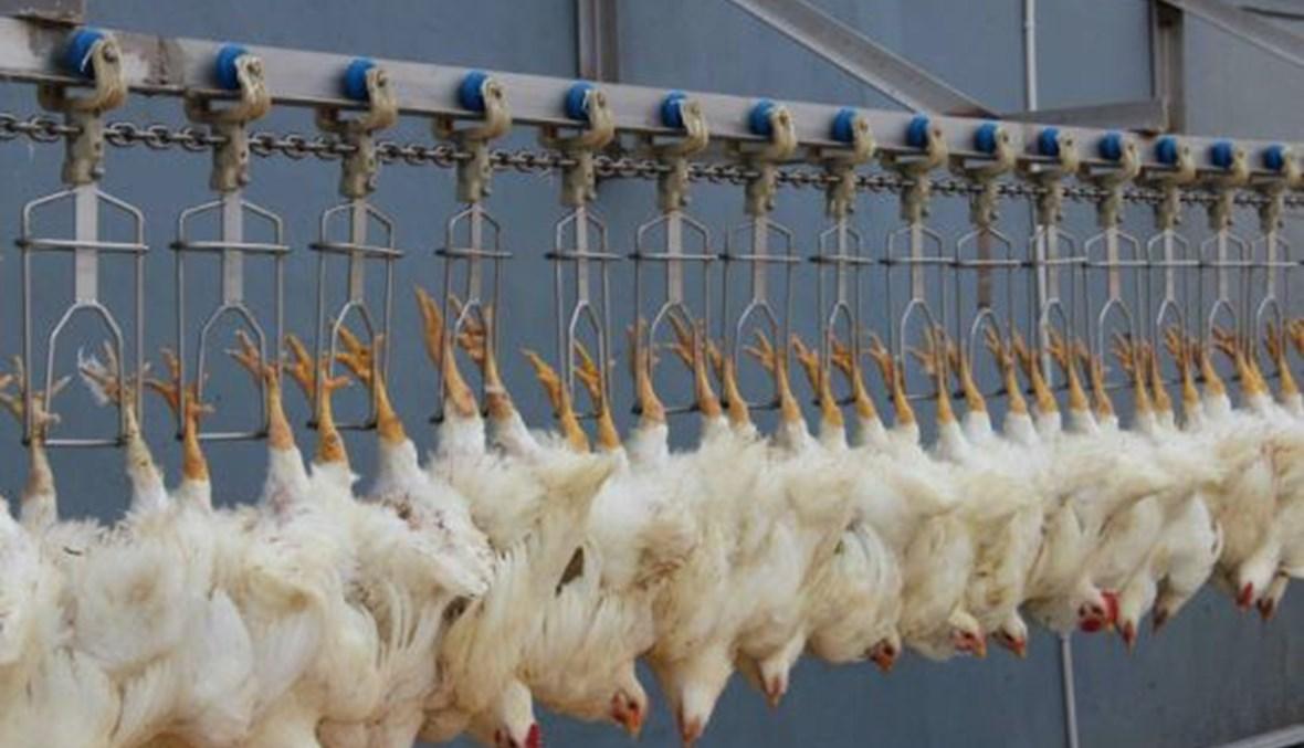 "نظام قاتل"... ناشطون مدافعون عن الحيوانات يغلقون مسلخ دواجن في سويسرا