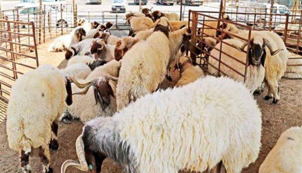 بعد اكتشاف إصابة جديدة بطاعون المجترات... اليونان تحظر نقل الأغنام والماعز