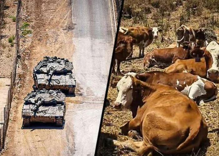 إسرائيل تُجنّد الماشية... والهدف أخطر مما يبدو