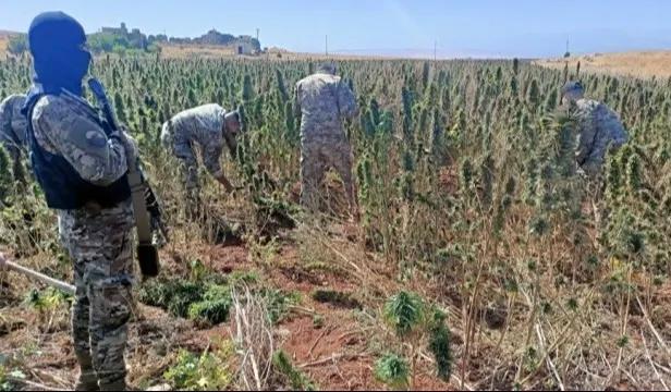 الجيش اللبناني  يتلف حوالي 60 دنمًا من حشيشة الكيف المزروعة في الكنيسة – بعلبك ويوقف 17 عاملًا