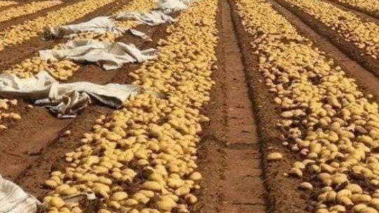 أزمة "وفرة إنتاج البطاطا" تضرب لبنان: أطنان معرّضة للتلف!