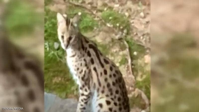 قطة إفريقية ضخمة تفاجئ سيدة في غرفة نومها