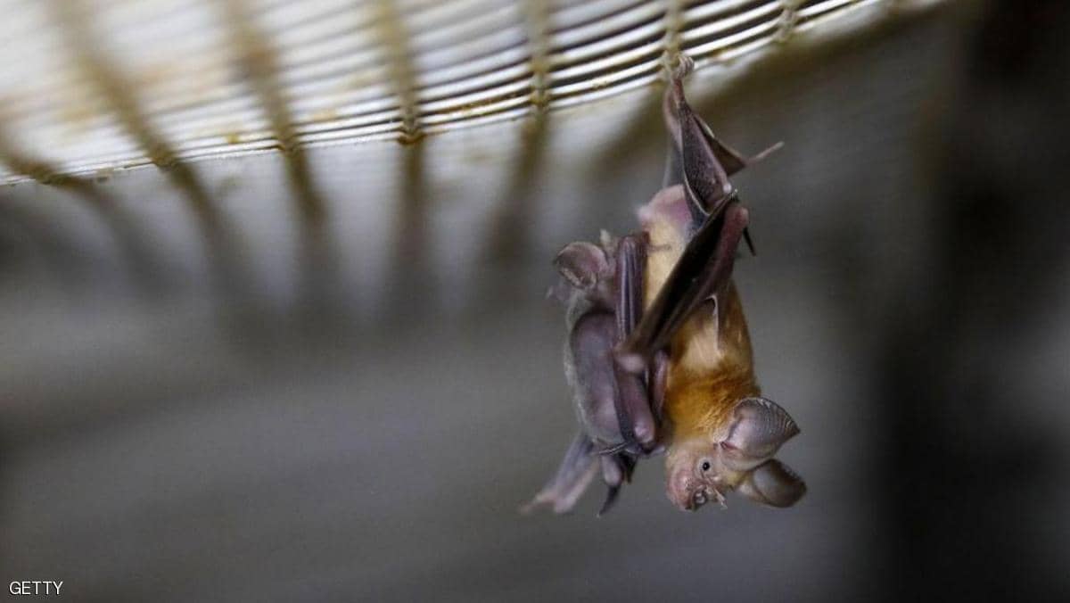 معهد ووهان يقر بـ"بحوث الخفافيش" ويتهم ترامب بـ"الفبركة"