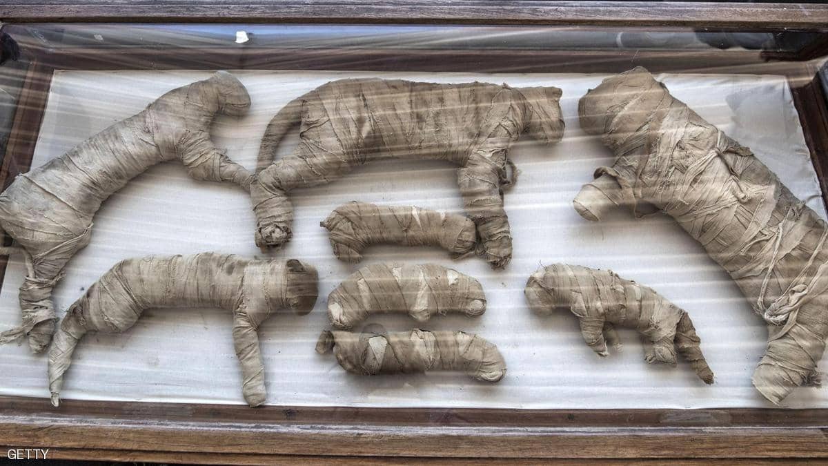 باحثون يفكون "رقميا" أغطية مومياوات حيوانات مصرية
