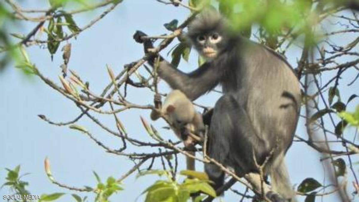 صورة.. العلماء يكتشفون نوعا جديدا من القردة