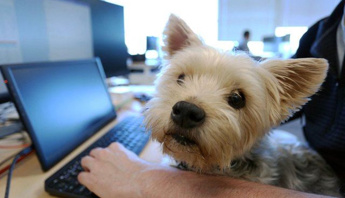 الكلاب "تداوم" مع أصحابها في شركات كندية وترفع إنتاجية الموظفين