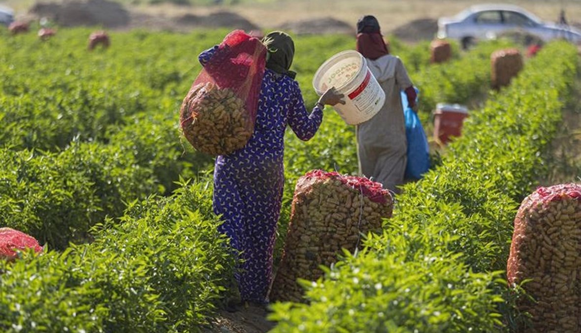 مصر تتأهّب زراعياً لتعويض أوروبا نقص الخضروات والفواكه في الشتاء