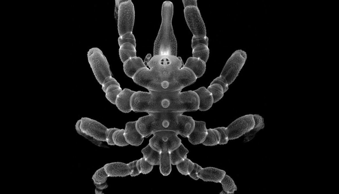 اكتشاف يفتح الطريق لعلاجات طبية متطورة... عناكب البحر تستطيع إعادة تكوين أجزاء من أجسامها