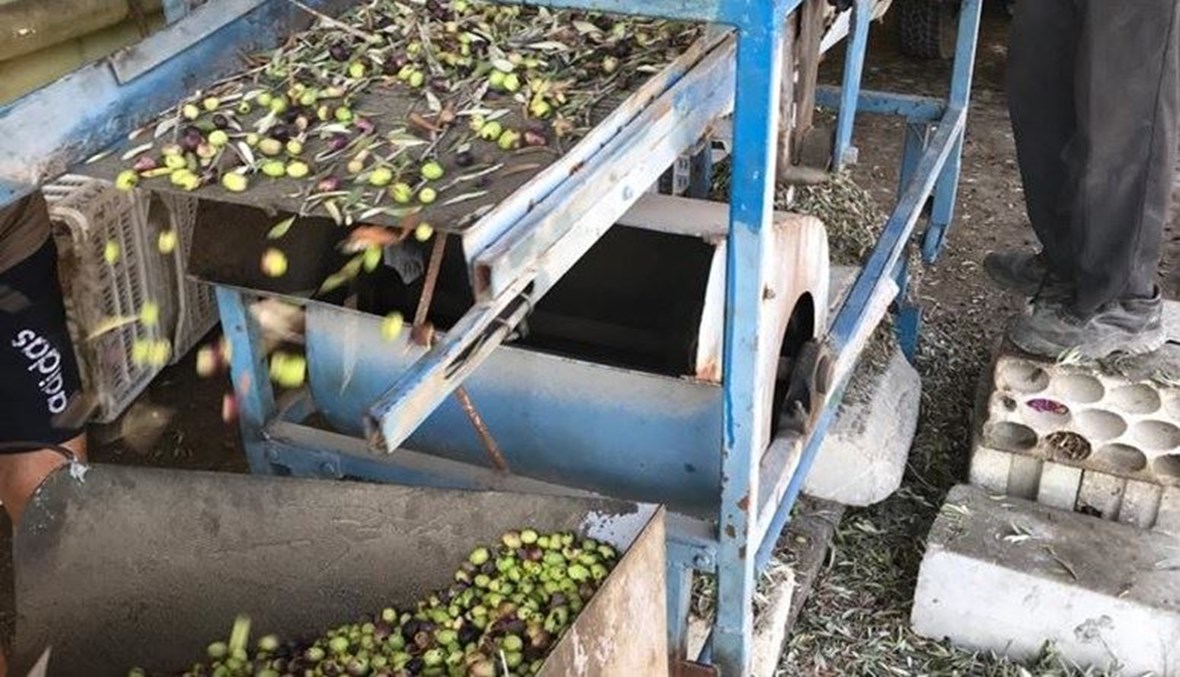 تجمع هيئات قطاع الزيتون يهدّد بإحراق شحنات الزيت الأجنبي