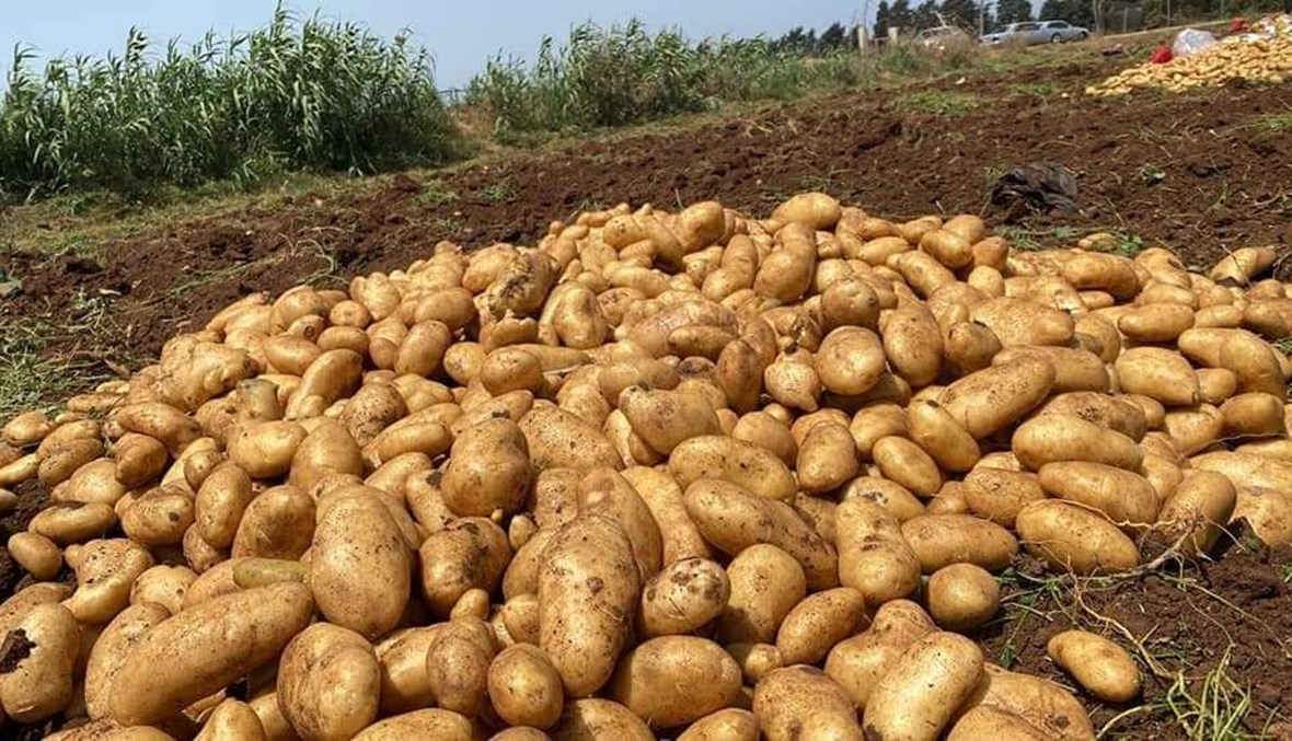 موسم البطاطا العكاريّة على حافة الانهيار... التجار يُحكمون قبضتهم على السوق"