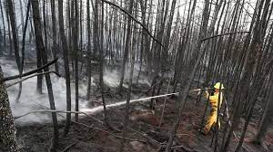 الأمطار تساعد فرق الإطفاء في مكافحة حرائق الغابات في نوفا سكوشا