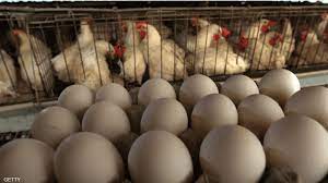 البيضة أم الدجاجة.. دراسة تحدد العنصر الذي سبق إلى الحياة