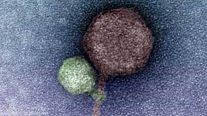 أحدهما "مصاص دماء".. علاقة بين فيروسين تثير دهشة العلماء