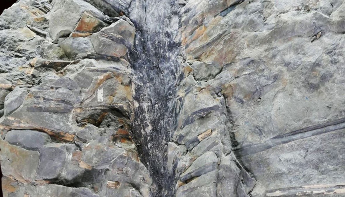 اكتشاف أذهل العلماء... حفريات لأشجار تعود إلى 350 مليون عامٍ! (صور)