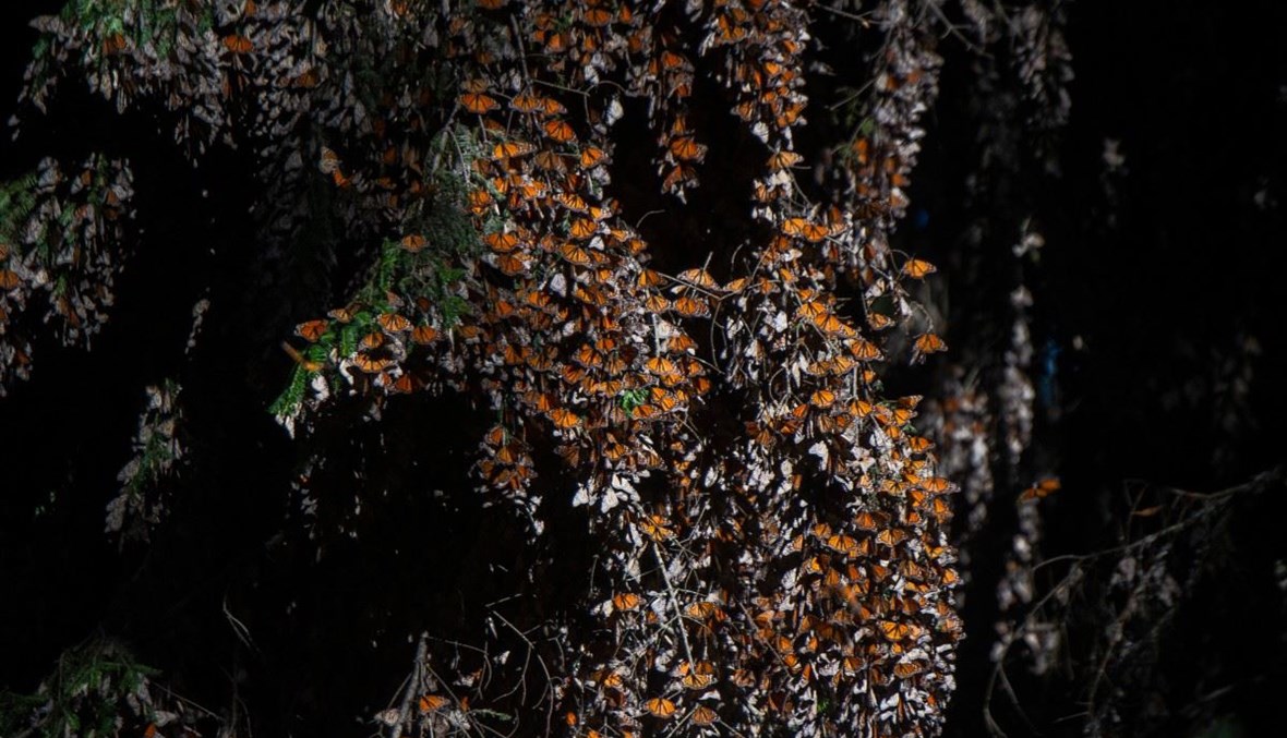 انخفاض كبير في أعداد الفراشات الملكية المهدّدة بالانقراض بالمكسيك