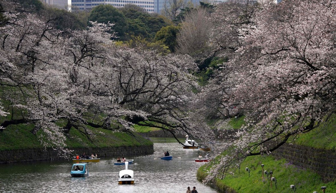 في طوكيو... تفتّح أزهار الكرز وبداية جديدة