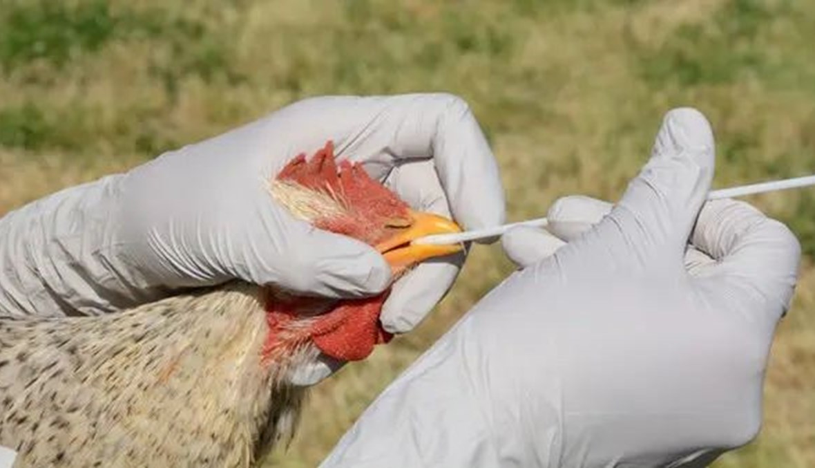 بعد رصد الفيروس في 34 قطيعاً في 9 ولايات أميركية... هل إمدادات اللحوم آمنة من إنفلونزا الطيور؟