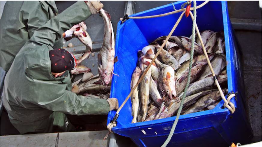 كندا تنهي حظراً على صيد القدّ دام 32 عاماً
